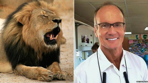 El león Cecil y Walter Palmer