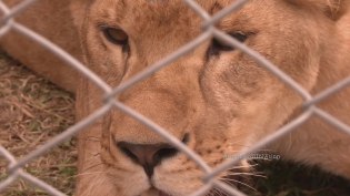 Preparan primer vuelo de felinos