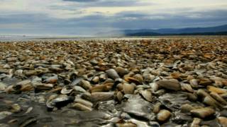 Miles de almejas en las orillas de la isla de Chiloé