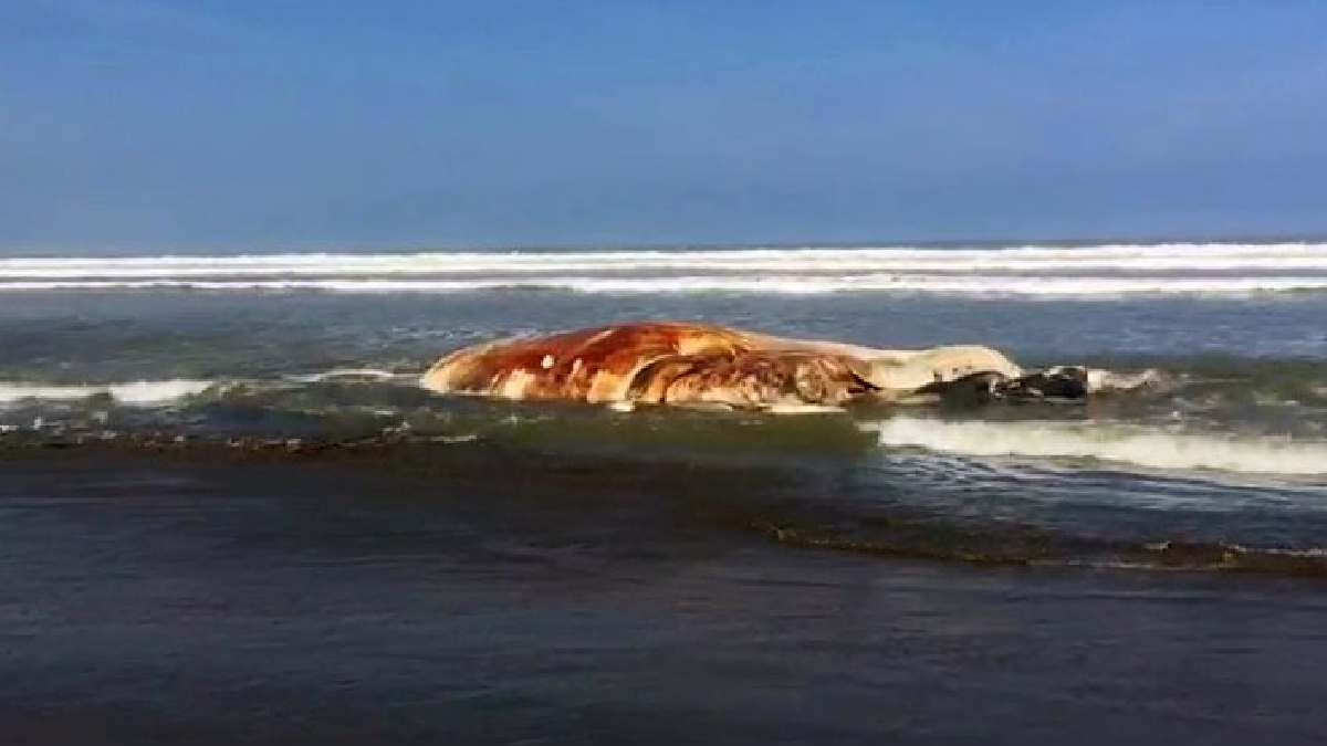 Dos ballenas muertas fueron encontradas en la playa de San José.
